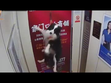 ホモと見るエレベーターでパルクールに成功する犬