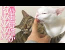 コムギ子猫、母性に流されて溝にハマる