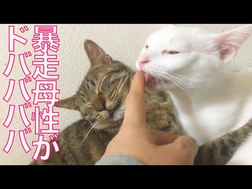 コムギ子猫、母性に流されて溝にハマる