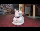 【猫旅館】お客様がチェックアウトされた後の午前中は猫たちはノンビリ休憩です。
