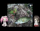 新しいルアーとライン買ったので試しに野池でブラックバスを釣る【VOICEROIDフィッシング】四国めたんと中国うさぎ
