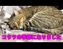 コタツの季節になりました