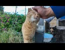 猫の家に行ったら茶トラ猫が出てきてくれた