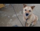 メイリオとお試しフード 2個目