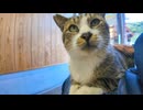猫島のフェリー乗り場に行くと人懐っこい猫がいて癒やされる