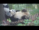PandapiaLive_2024_10_31