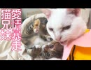 コムギ子猫、濁流母性を小さな愛で迎え打つ