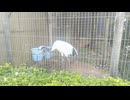 鯖江市西山動物園　タンチョウ　オス