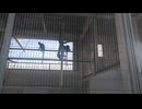 鯖江市西山動物園　シロテナガザル