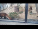 鯖江市西山動物園　レッサーパンダ　ニーコ・令花