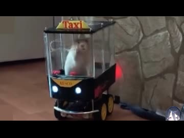 ホモと見る車を運転してしまう天才ネズミ