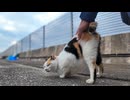 漁港のハートマークの三毛猫ちゃんは腰トントンが好き
