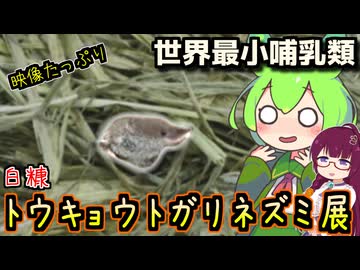 【日々のストレスを癒そう】白糠・可愛いトウキョウトガリネズミを見て骨抜きになる【釧路のずんだもん】