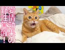 コムギ子猫、ベテラン子猫の野性を叩き起こす