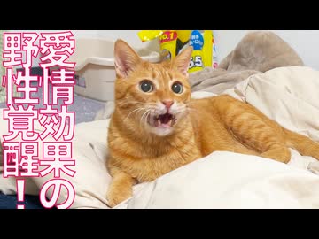 コムギ子猫、ベテラン子猫の野性を叩き起こす