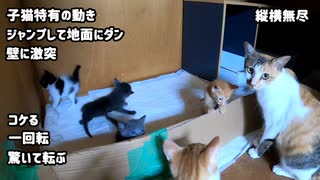 暴れまくる子猫たちを心配する母猫「子育てに自信が持てなくなりました」生後33日目の始まり