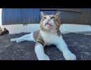 猫島で出会った顔横長の猫がカワイイ