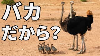 ダチョウが他人の子を育てちゃう進化を遂げた理由がこちら【解説】