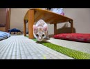 【猫旅館】部屋に遊びに来た子猫と遊ぶ
