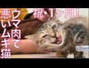 お利口ムギ子猫、お肉で不良猫になる