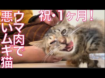 お利口ムギ子猫、お肉で不良猫になる