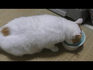 今週のおやつ（本隊）【蒼民家の猫々】