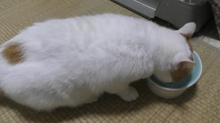 今週のおやつ（本隊）【蒼民家の猫々】