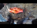 駆除したブラックバスを無人島に持っていったら高級魚連発