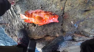 駆除したブラックバスを無人島に持っていったら高級魚連発