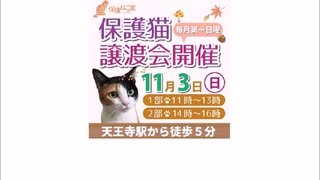 保護ねこの家譲渡会 in 天王寺