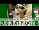【 #フクロモモンガ 】フクモモは狭く苦しい場所が好きだけど、そこって明るすぎるよね？夜行性だよね？！【 #おはモモンガ 】