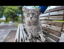 公園のベンチに猫がいたので隣に座って撫でると膝の上に乗ってきた
