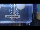 幼魚水族館