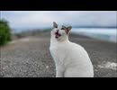 防波堤の上の猫ちゃん、撫でると返事をしてカワイイ #猫 #猫島