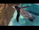 ＃ニフレル　＃海遊館　＃万博記念公園　に行ったニフレル編　3