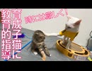 コムギ子猫、猫の教育で落っこちる