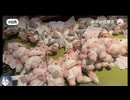ホモと見る日本のディズニーランドを荒らしまくる中国人転売ヤー