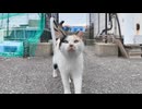 漁港に行くとハートの三毛猫と髭のハチワレがモフられにきた #猫 #三毛猫 #ハチワレ