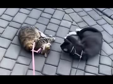 ホモと見る猫の散歩が出来ない理由