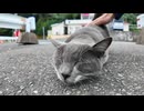 フェリー乗り場にいたグレーの猫を撫でるとコロコロ転がってカワイイ