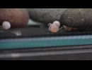 シャケなベイビー