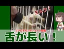 【 #フクロモモンガ 】フクモモの長い舌でミルクの取り合い！赤ちゃんのためにお乳あげないとね！【 #おはモモンガ 】