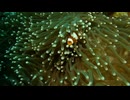The Clownfish and Coral Symbiosis: Jewels of the Ocean
