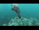"Melodies of the Ocean – Encounter with a Seal Colony"