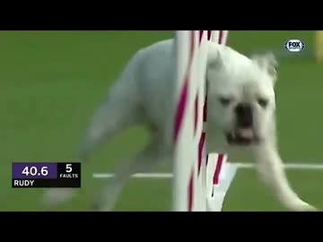 ホモと見る動けるブルドック