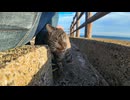 海辺の神社をお守りする猫は人懐っこい