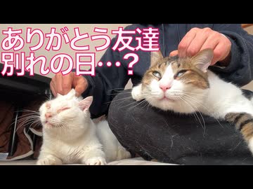 緊急預かりお姫様猫、念願の帰還…のはずが