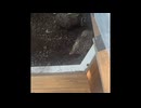 ＃ニフレル　＃海遊館　＃万博記念公園　に行ったニフレル編　4