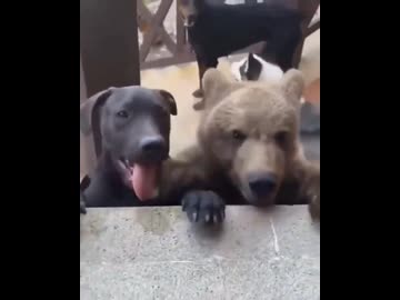 ホモと見る仲良くなった友達を紹介する犬