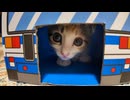 箱に入ったり出たりする子猫がかわい過ぎる #猫 #子猫 #保護猫